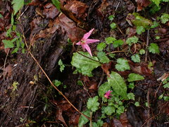 Erythronium revolutum