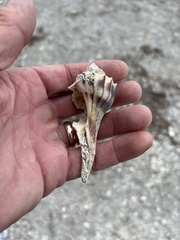 Sinistrofulgur pulleyi