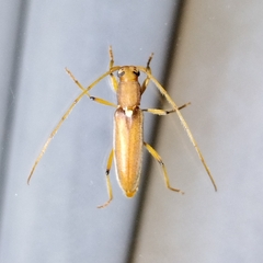 Achryson immaculipenne