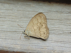 Paryphthimoides grimon