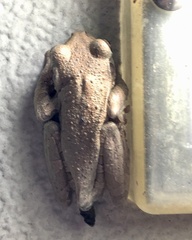 Osteopilus septentrionalis