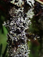 Hypogymnia hultenii