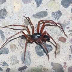 Megalostrata