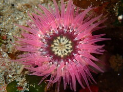 Anthopleura artemisia