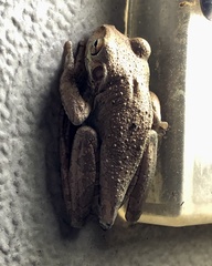 Osteopilus septentrionalis