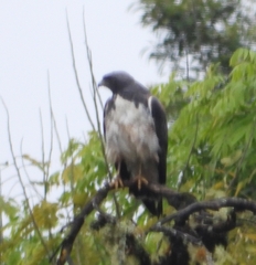 Geranoaetus albicaudatus