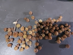 Brosimum alicastrum