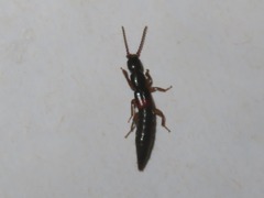 Lathrobium elongatum