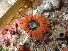 Anthopleura artemisia
