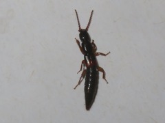 Lathrobium elongatum