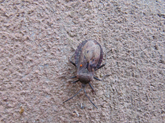 Spartocera