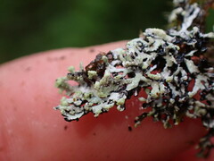 Hypogymnia hultenii