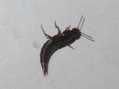 Quedius maurorufus