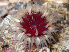 Anthopleura artemisia
