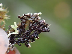 Hypogymnia hultenii