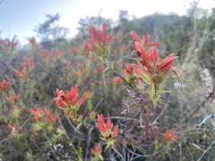 Castilleja