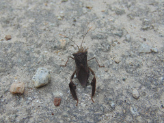 Leptoglossus ingens