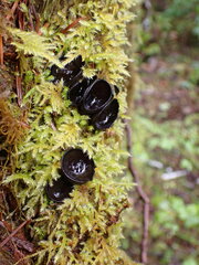 Pseudoplectania nigrella