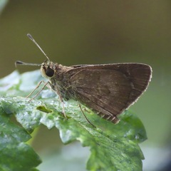 Callimormus saturnus