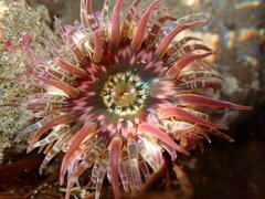 Anthopleura artemisia