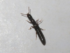 Xantholinus longiventris