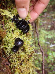 Pseudoplectania nigrella
