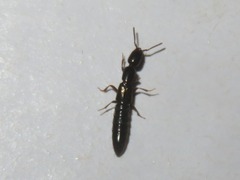 Xantholinus longiventris