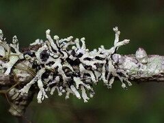 Hypogymnia hultenii