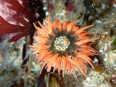 Anthopleura artemisia