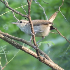 Uropsila leucogastra