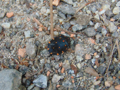 Pachycoris torridus