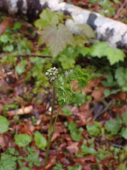 Thalictrum occidentale