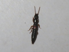 Lathrobium elongatum
