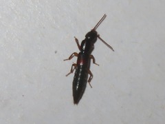 Lathrobium elongatum