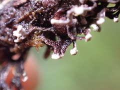 Hypogymnia hultenii