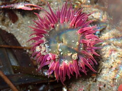 Anthopleura artemisia