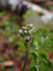 Thalictrum occidentale
