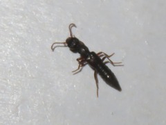Rugilus rufipes