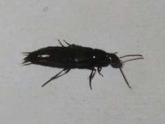 Philonthus cognatus