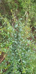 Bursaria spinosa spinosa