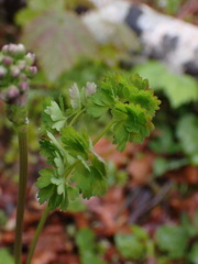 Thalictrum occidentale