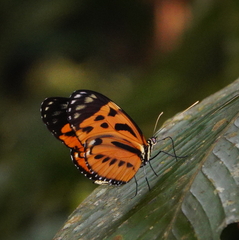 Heliconius hecale sisyphus