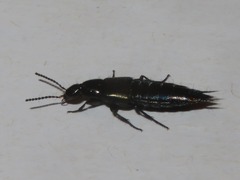 Philonthus cognatus