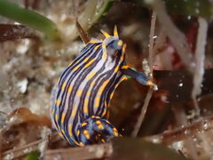 Polycera atra