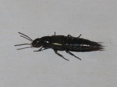 Philonthus cognatus