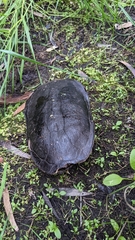 Chelodina oblonga