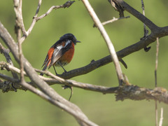 Phoenicurus schisticeps