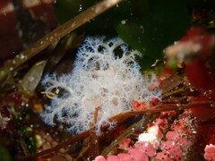 Themiste pyroides