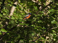 Phoenicurus schisticeps