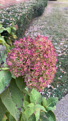 Hydrangea